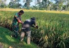 Babinsa Kodim Indramayu Dampingi Ketahanan Pangan