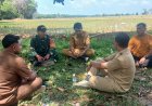 Babinsa Gabuswetan Komsos Pertanian di Sukamelang