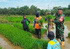Babinsa Dampingi Petani Cabut Benih Padi MT II