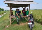 Babinsa Sukagumiwang Dampingi Pertanian MT Rendeng
