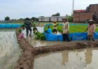 Babinsa Pendampingan Tanam Padi Kebo Cibatu di Indramayu