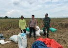 Babinsa Sertu Warta Pantau Pertanian Desa Tenajar Lor